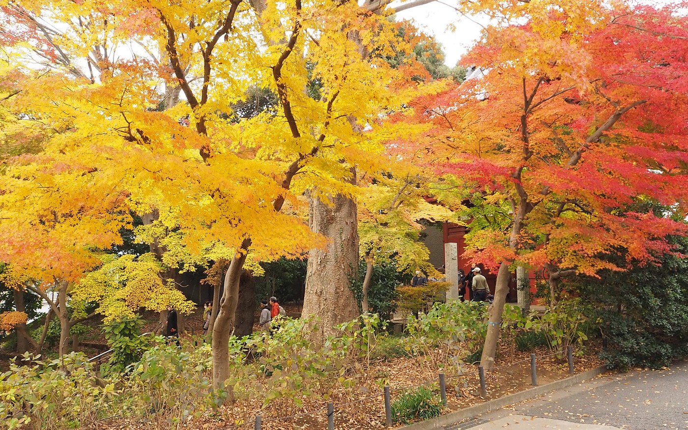 A maple avenue in autumn colour beside a temple building