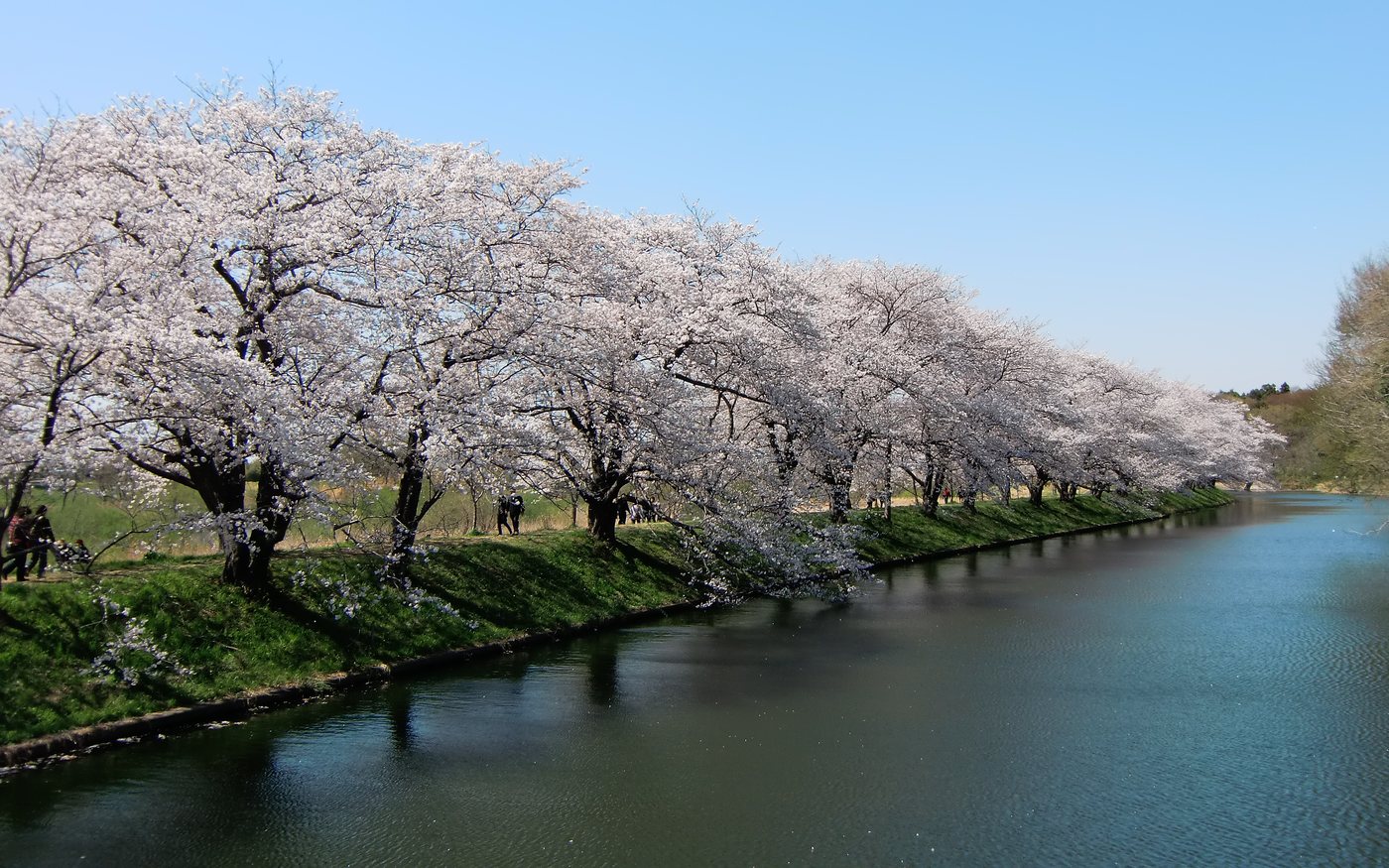 A row of cherry trees in full bloom along a river bank under a blue sky