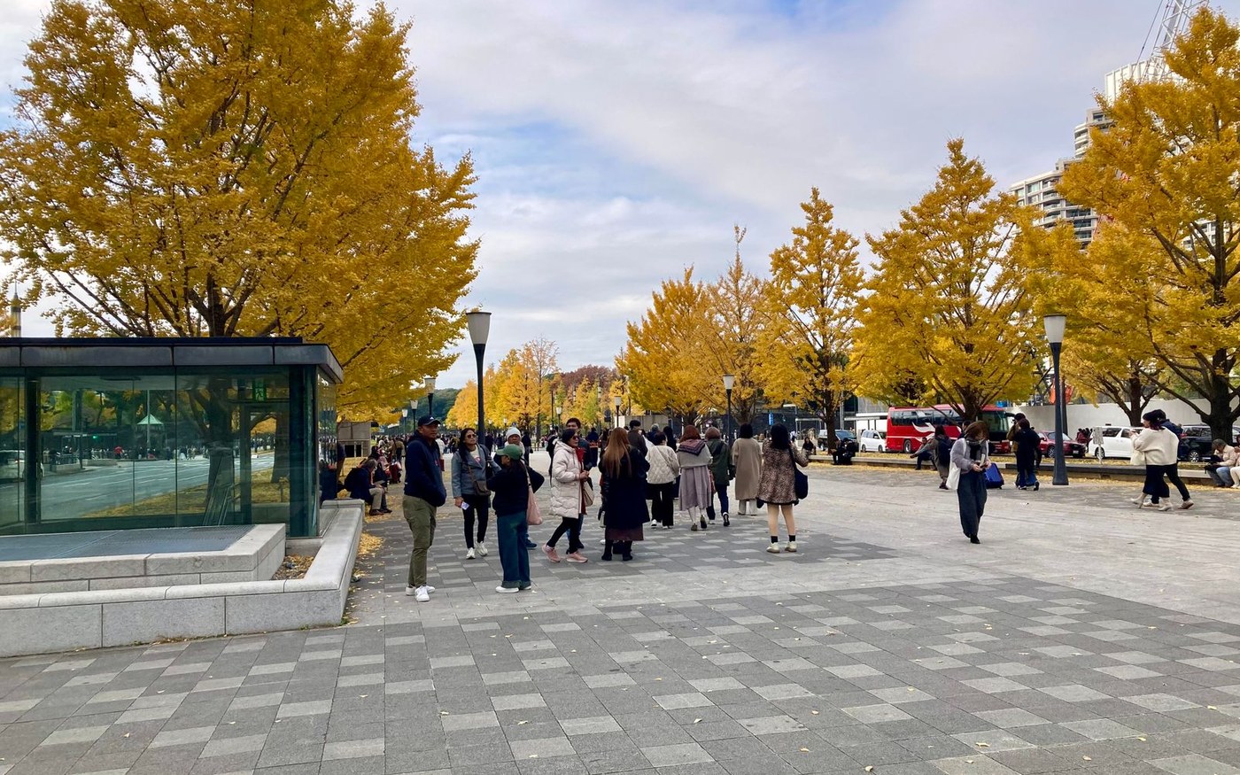 People walking under yellow ginkgo trees on a Tokyo street