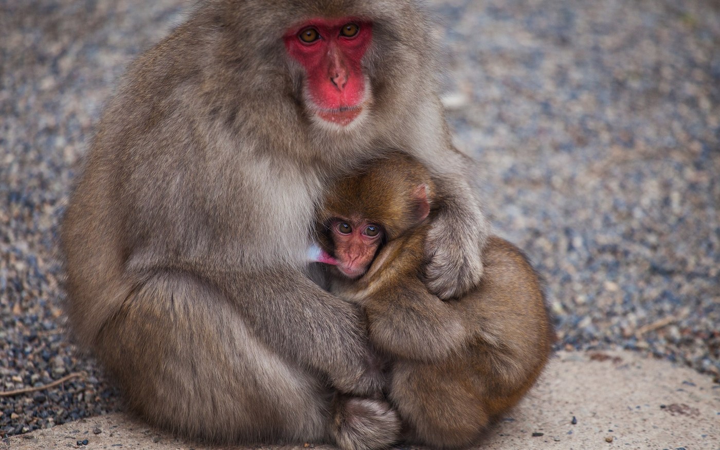 Japanese macaques in the steaming hot spring at Jigokudani, one standing in the water