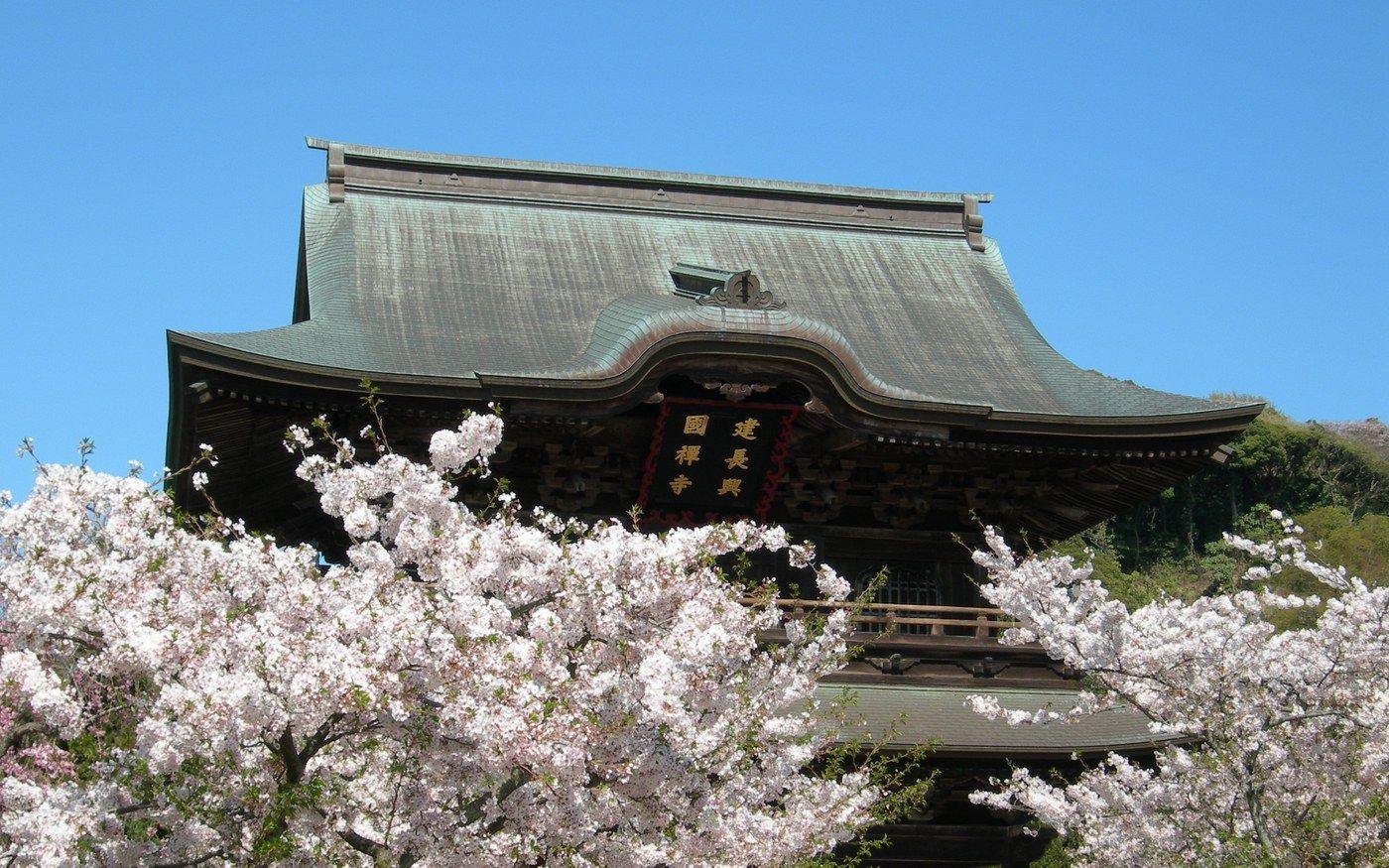 The tall wooden gate of Kencho-ji temple in Kamakura with cherry blossom in front of it