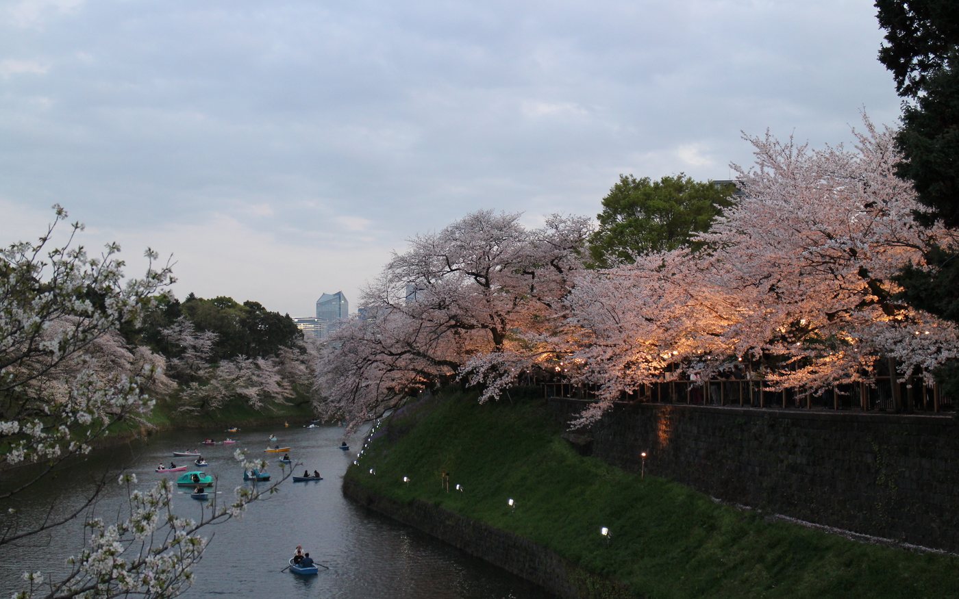 Cherry trees lit above a moat at night with boats moored below
