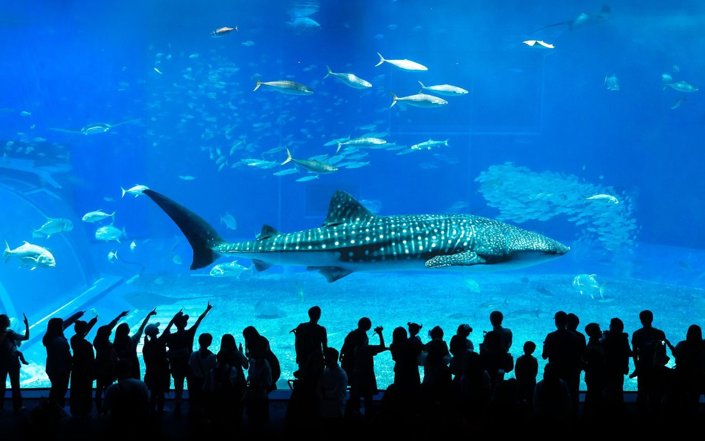A whale shark swimming in a large blue aquarium tank watched by silhouetted visitors