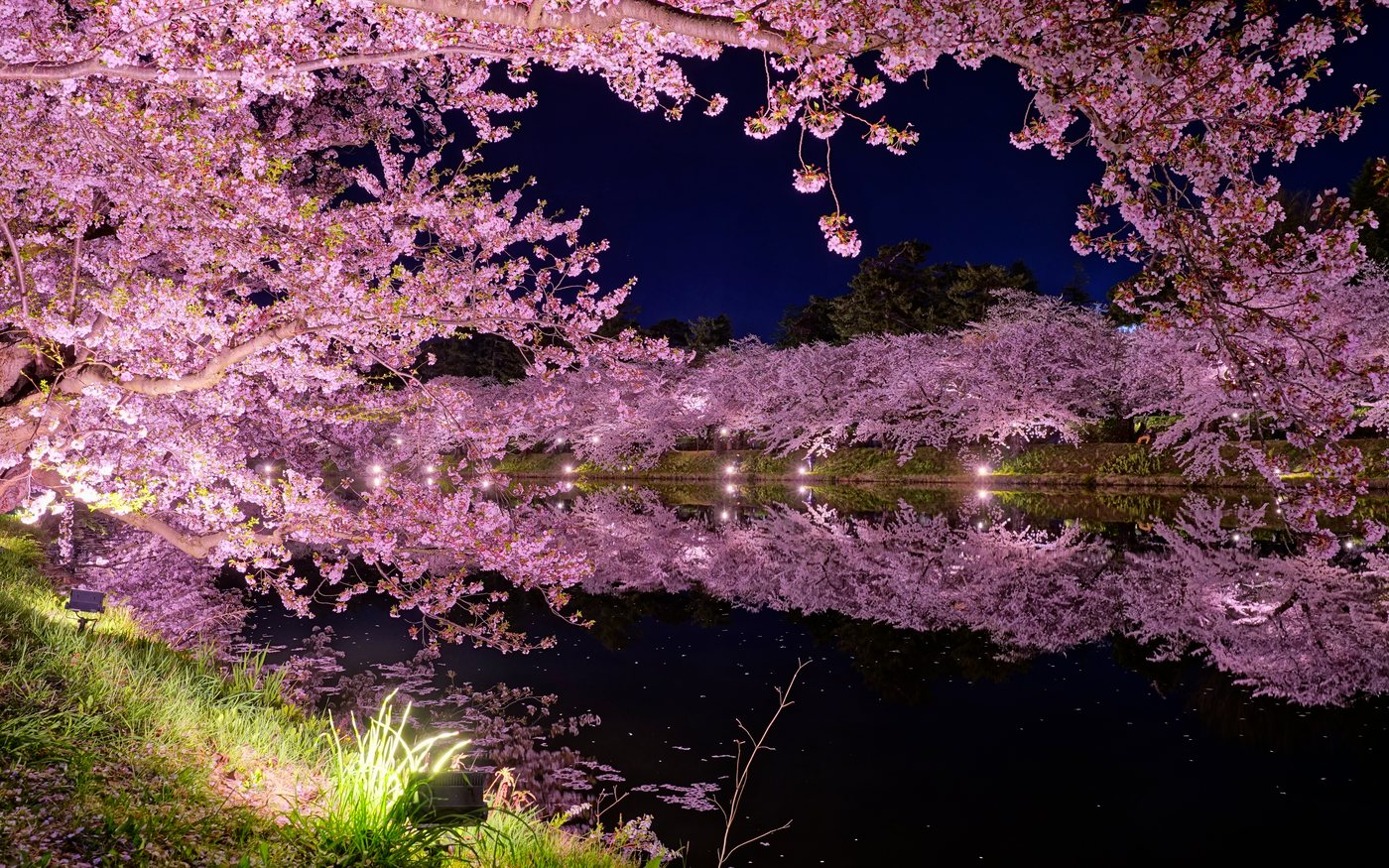 Cherry trees lit along a castle moat at night