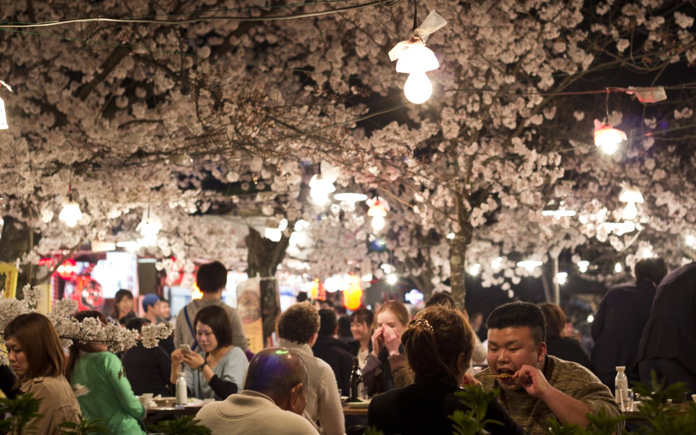 Crowd of people at tables under lit cherry trees at night