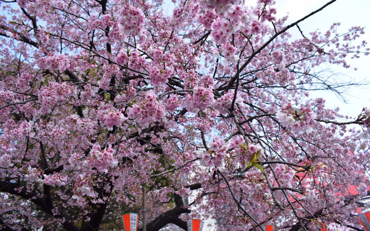 Close-up of pink cherry blossoms on dark branches