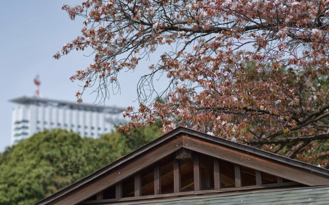 Cherry branches above a temple roof with a modern building behind