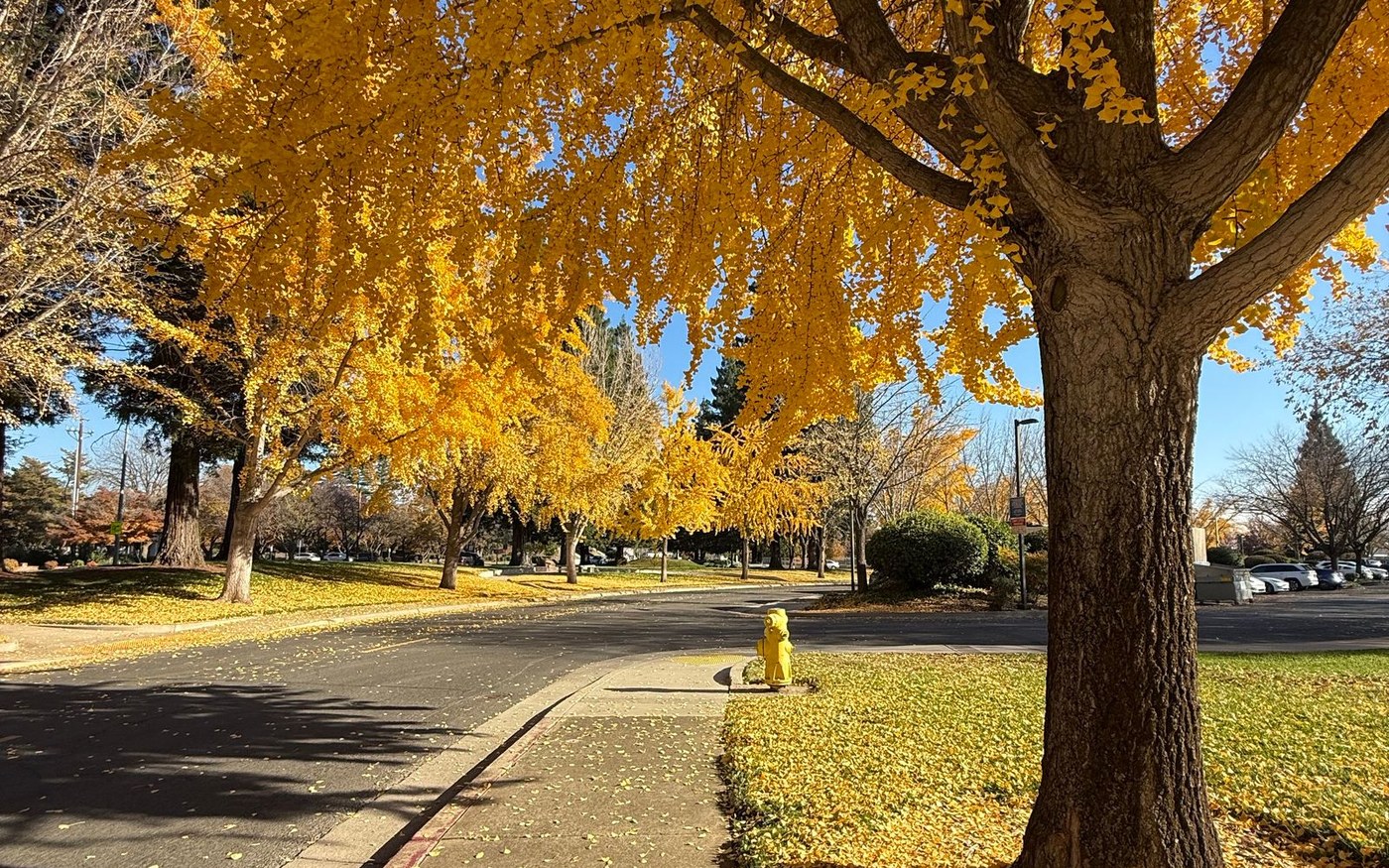 A path lined with yellow ginkgo trees in a park