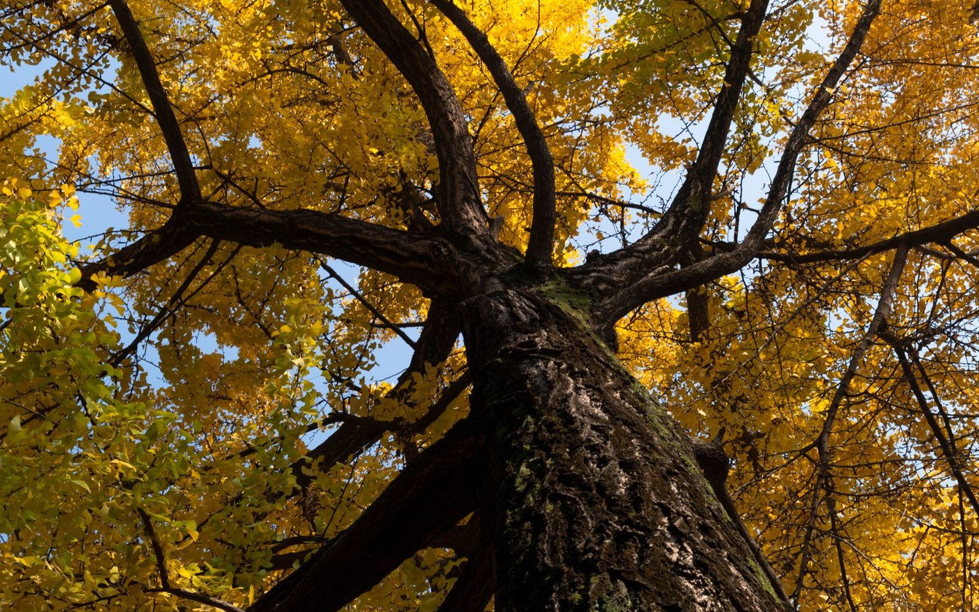 A single large ginkgo tree in full yellow against a blue sky