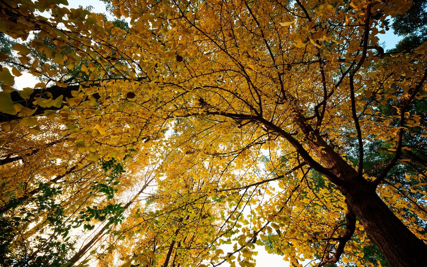 Looking up into a yellow ginkgo canopy