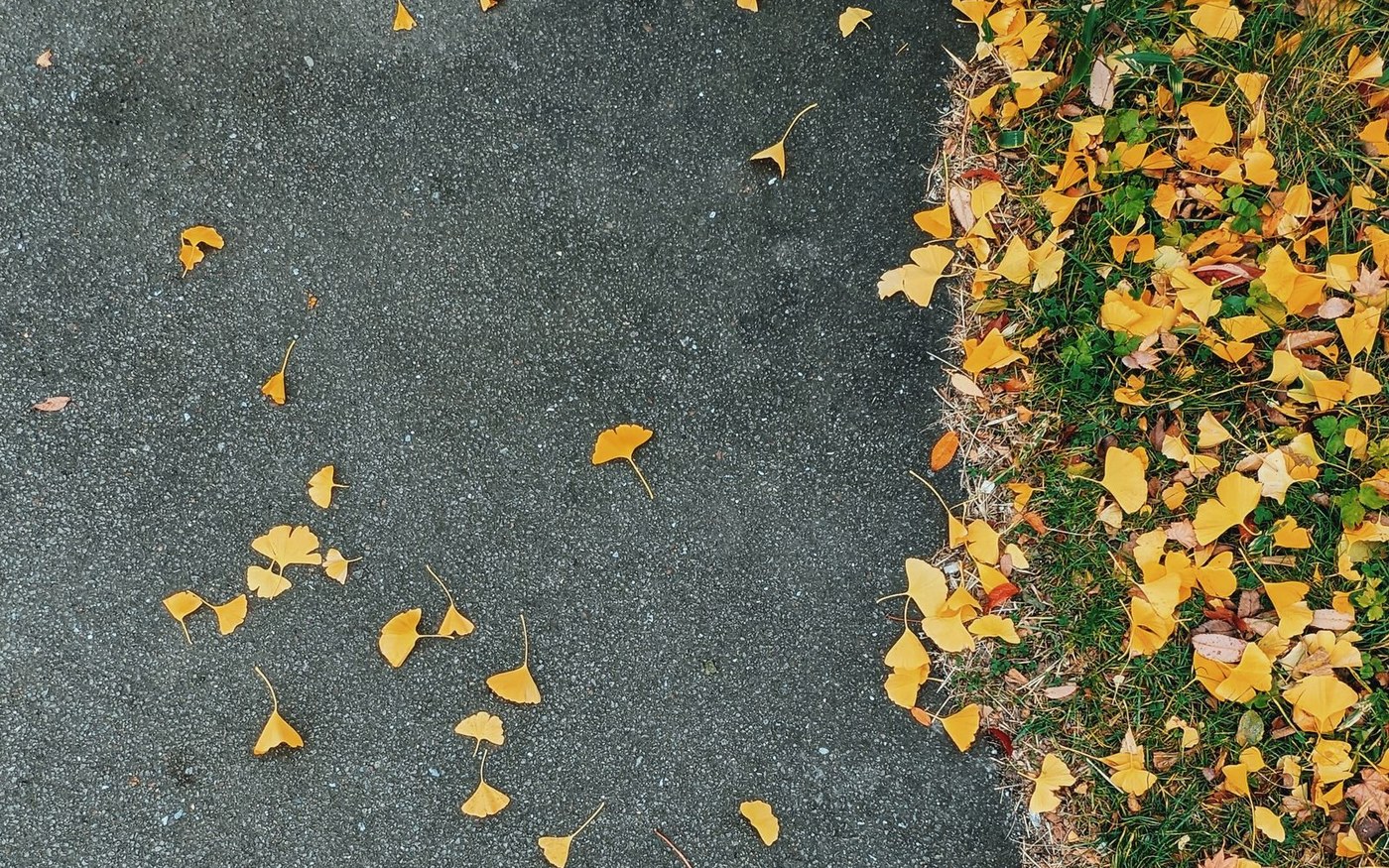 Fallen yellow ginkgo leaves along a street in Hakodate