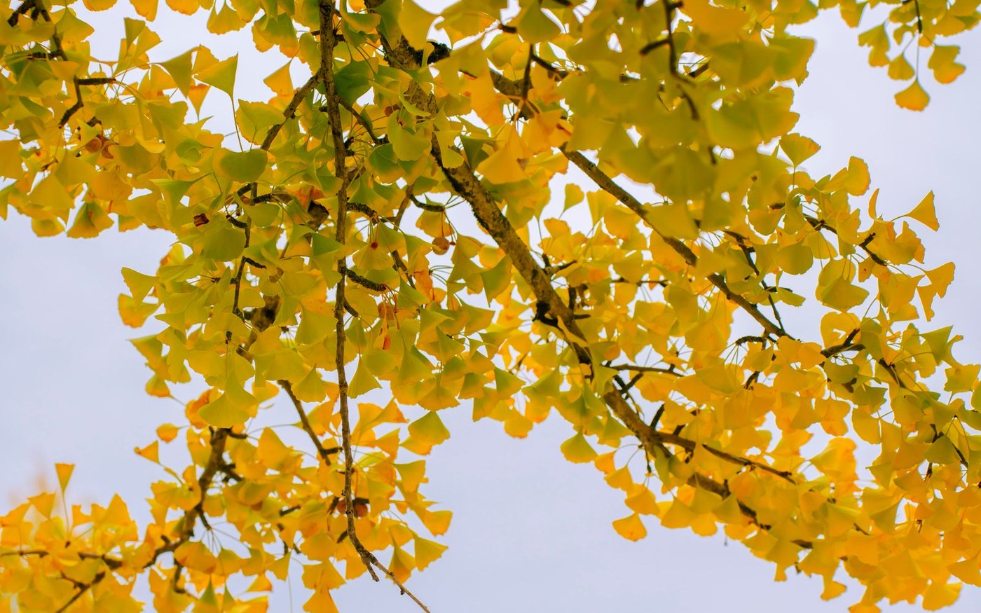 Fan-shaped yellow ginkgo leaves on a branch