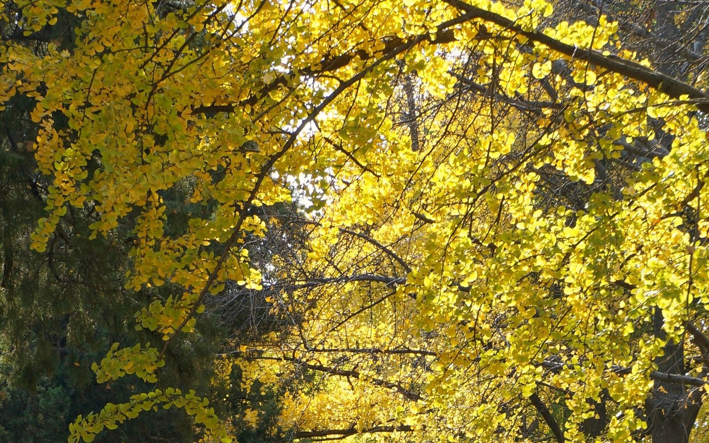 Looking up through branches of yellow ginkgo leaves