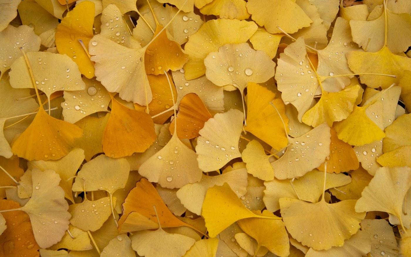 Wet yellow ginkgo leaves lying on the ground