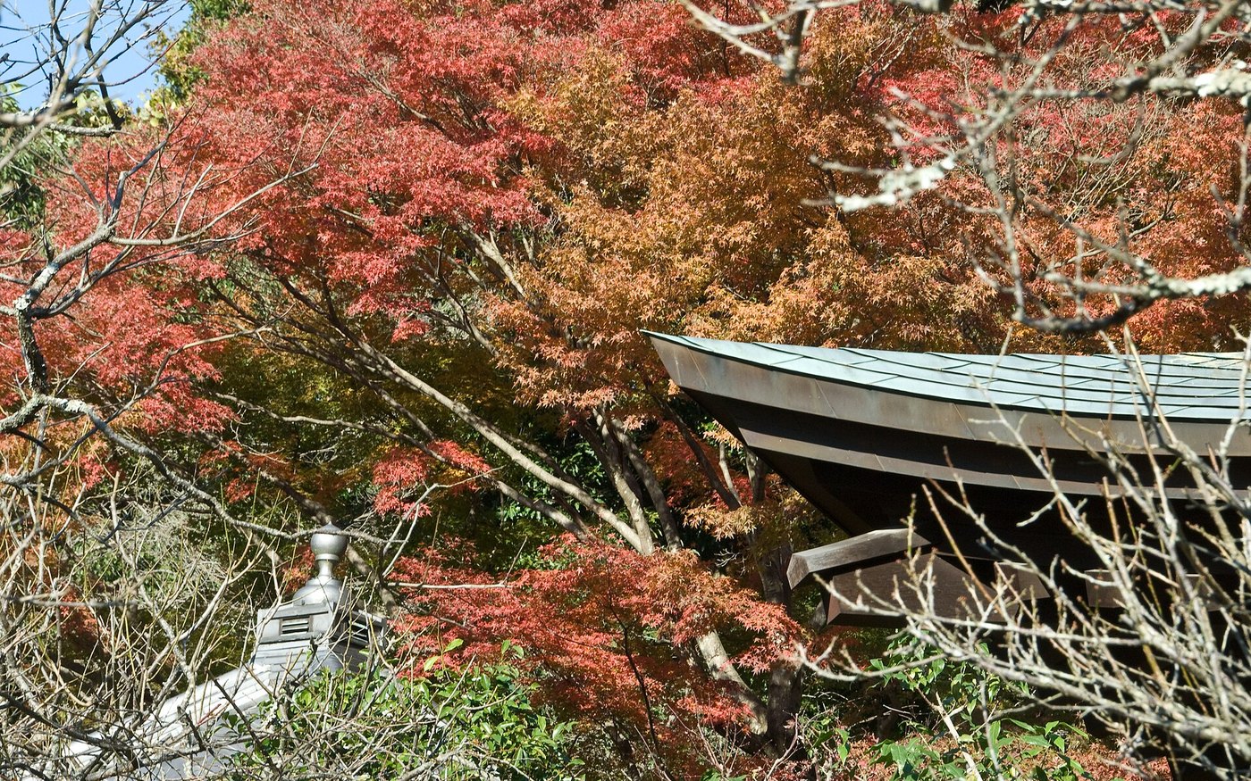 Maples in autumn colour above a temple building in Kamakura