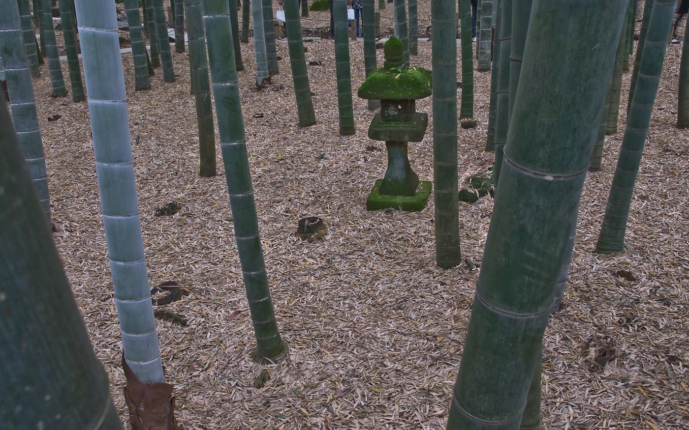 Moso bamboo at Hokoku-ji in Kamakura, with a stone lantern among the stems