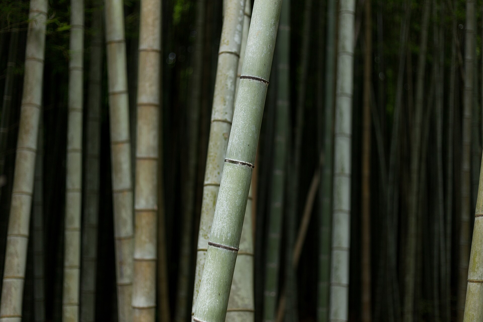 The bamboo grove path at Arashiyama, Kyoto
