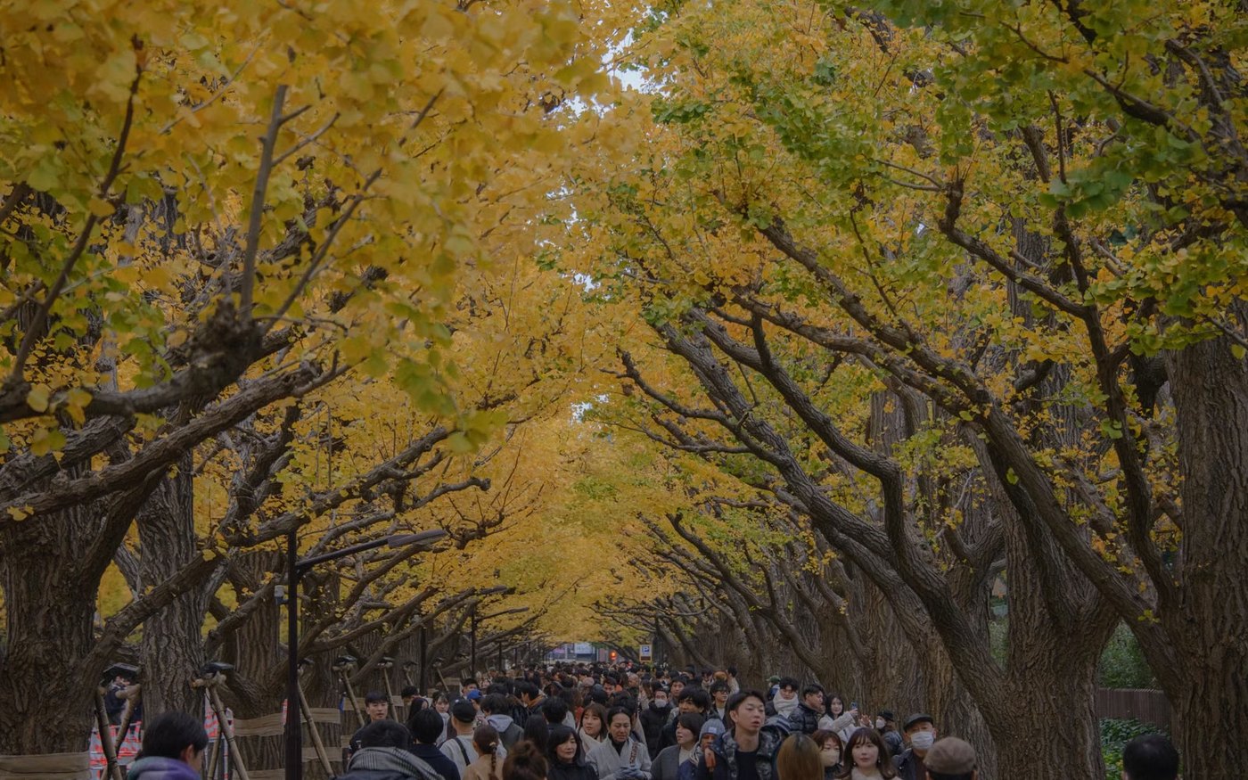 A walkway under ginkgo trees in Tokyo