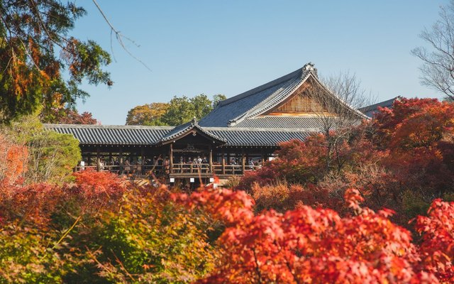 Autumn maples in front of a temple hall