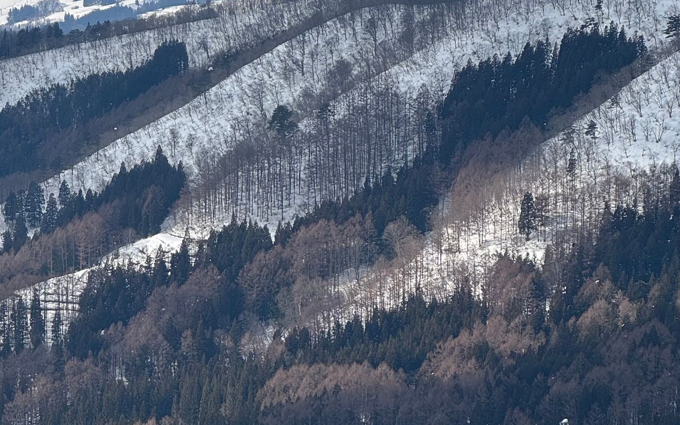 Pistes cut through snow-covered forest ridges