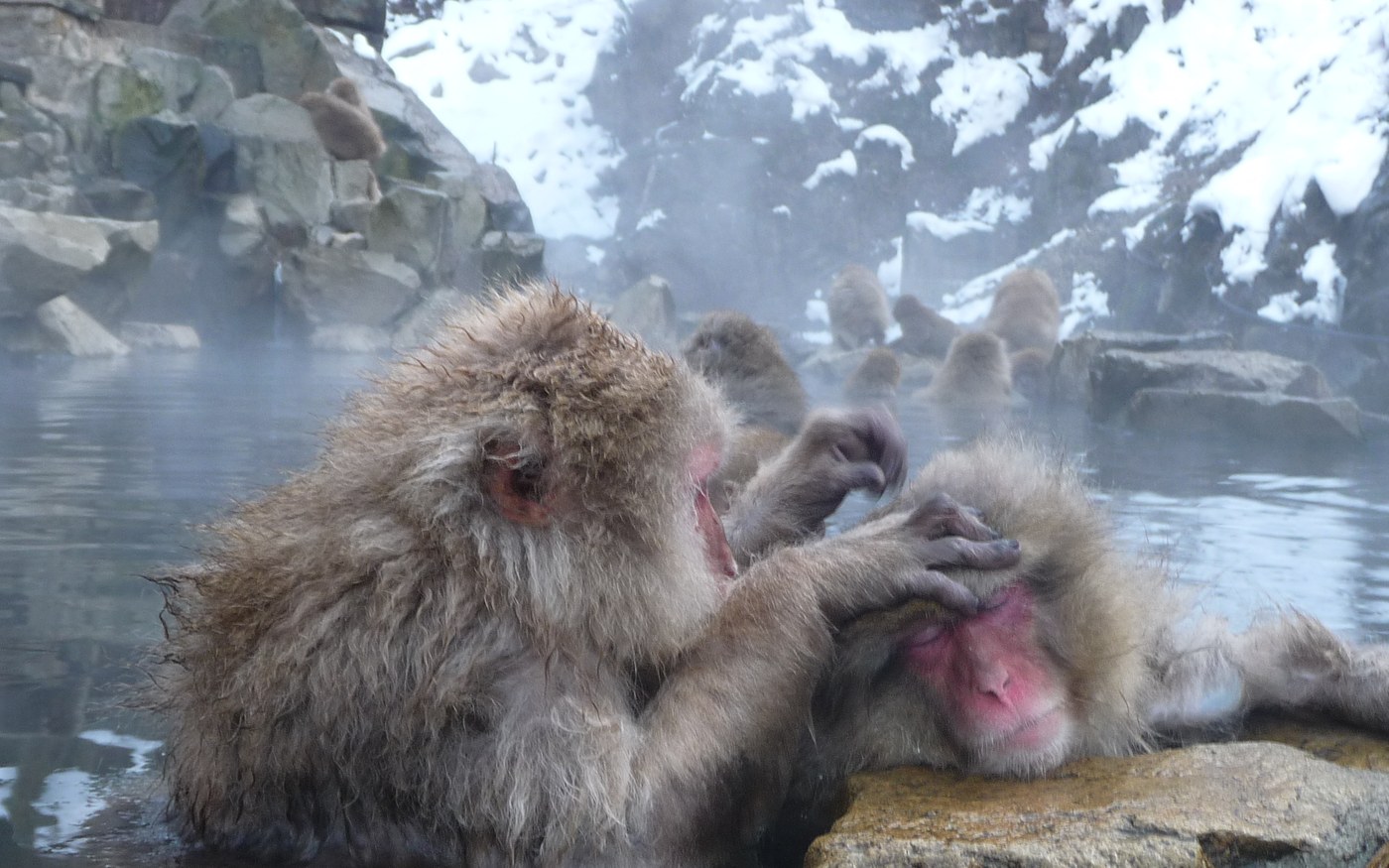 A single Japanese macaque sitting in the steaming water of the hot spring
