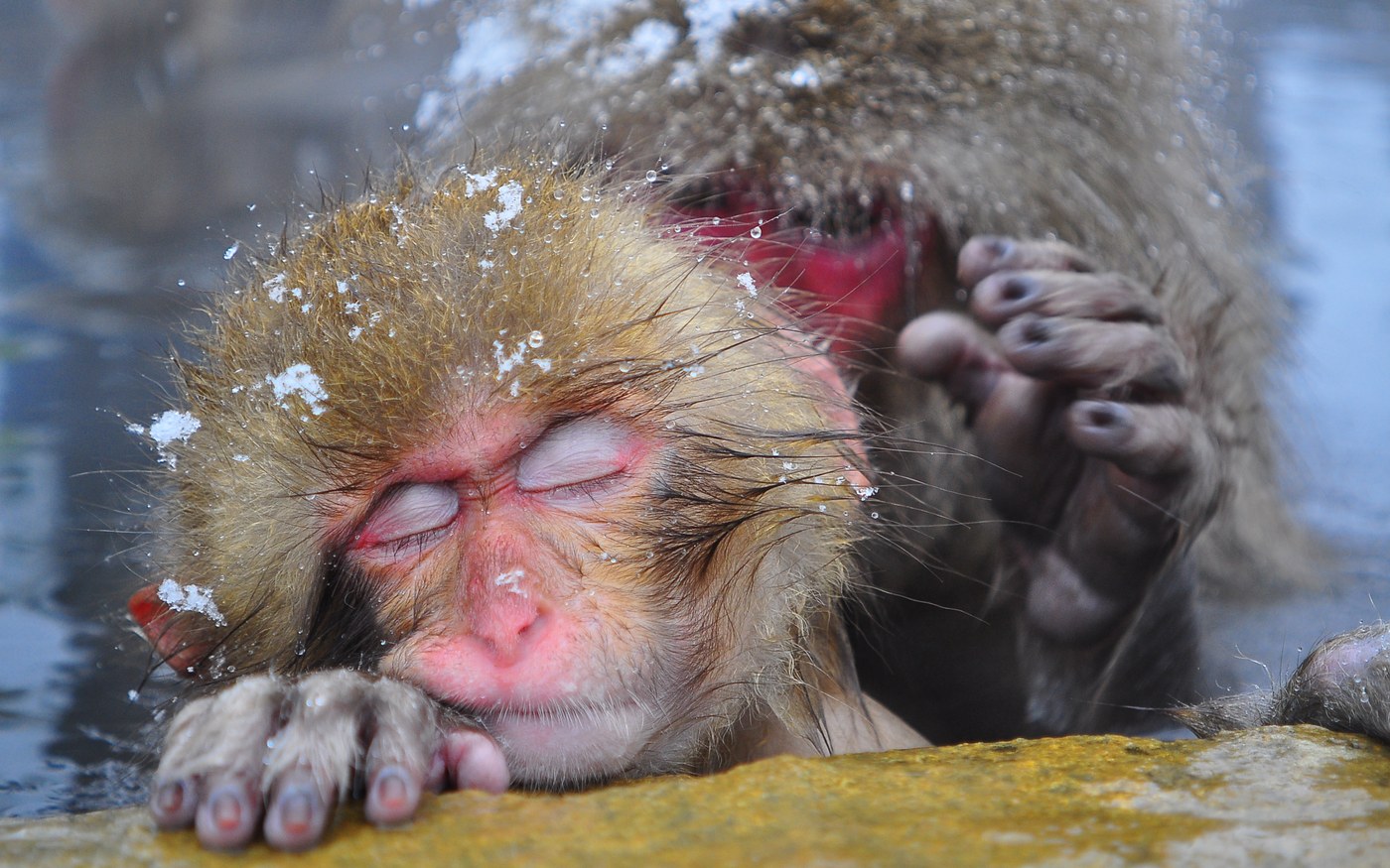 Monkeys on the ground and the wooden fence of the enclosure at the Jigokudani monkey park